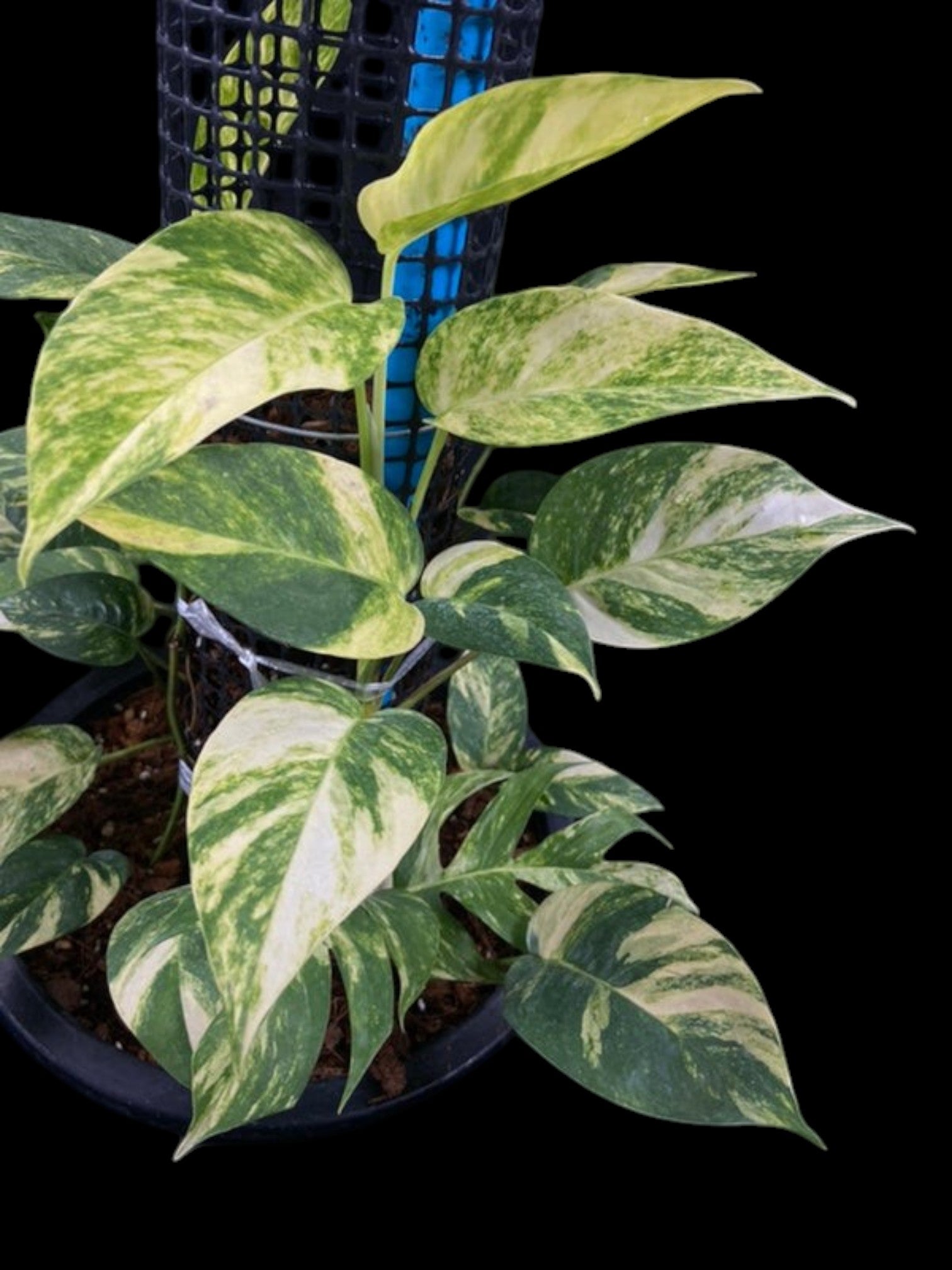 amazon pothos plant Epipremnum pinnatum Golden Star – Amazon Garden Thailand