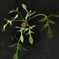 Philodendron Florida Narrow Form