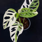 Monstera adansonii albo
