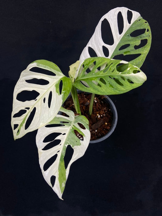 Monstera adansonii albo