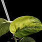 Scindapsus Jade Satin aurea
