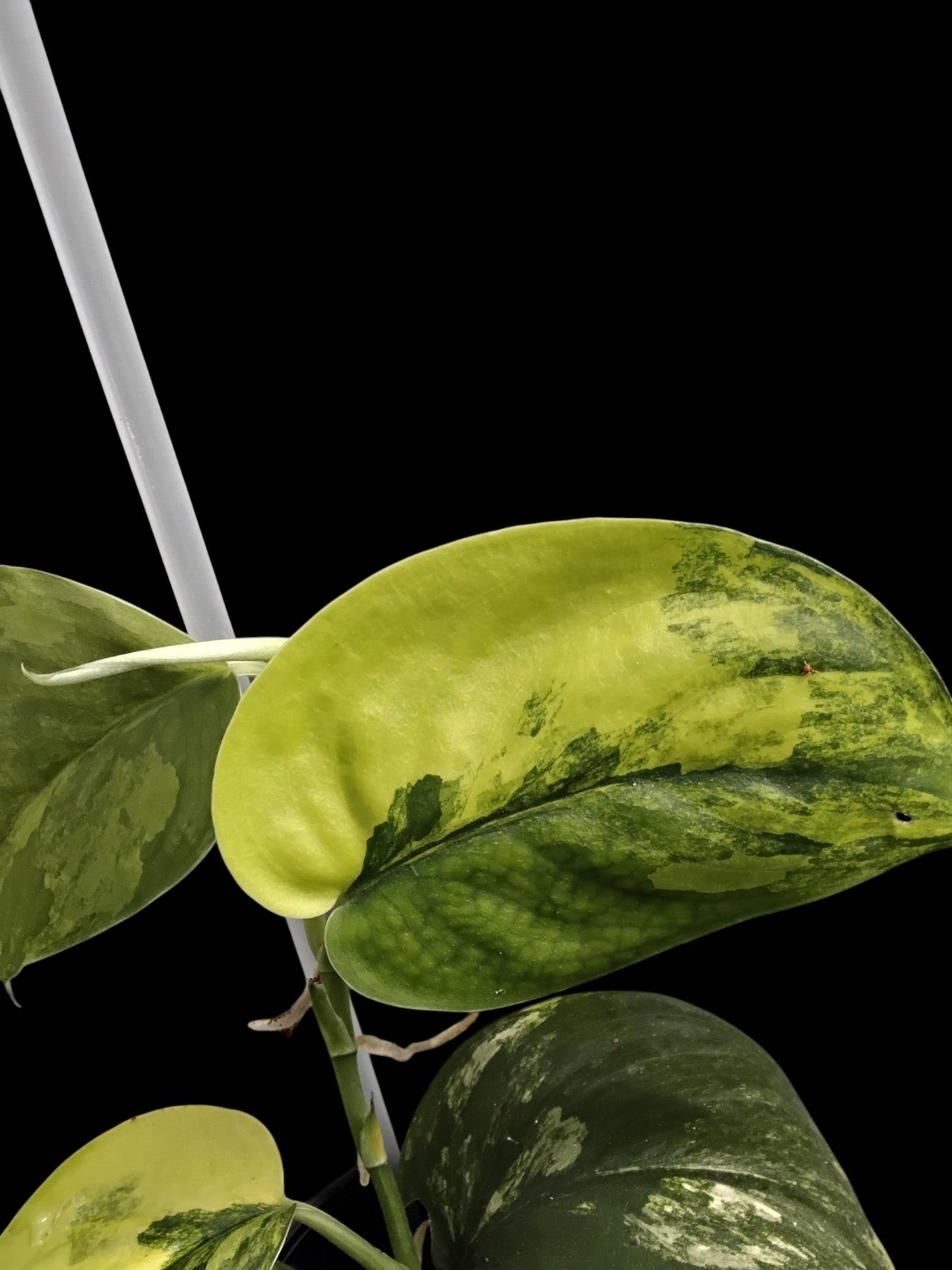 Scindapsus Jade Satin aurea