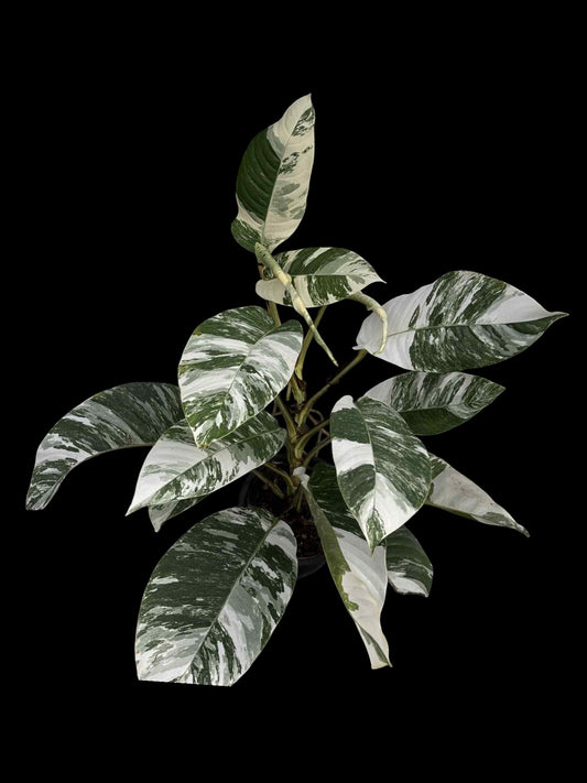 Rhaphidophora foraminifera albo variegated
