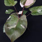 Philodendron Red Anderson