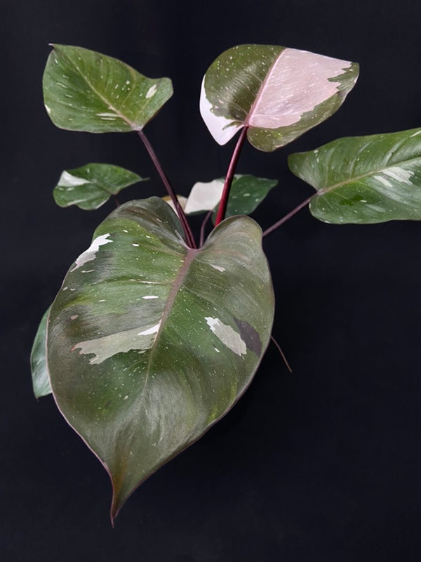 Philodendron Red Anderson