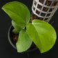 Monstera acuminata