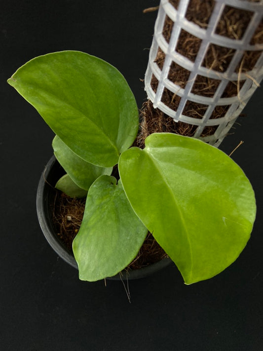 Monstera acuminata