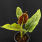Philodendron subhastatum variegated