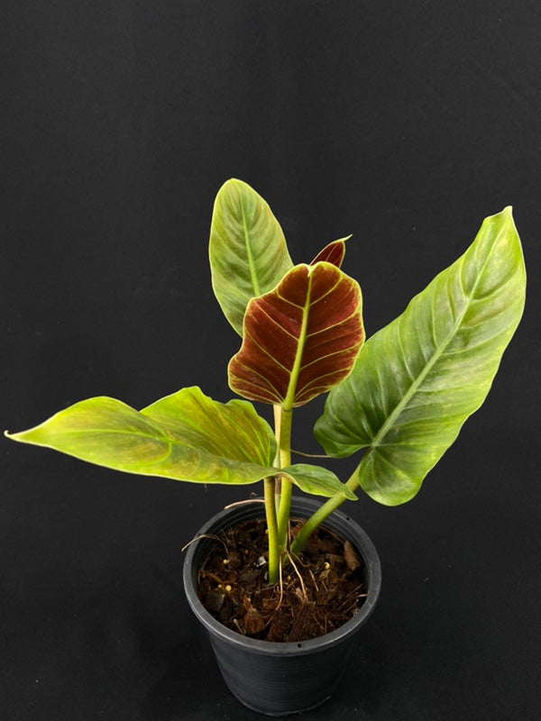 Philodendron subhastatum variegated