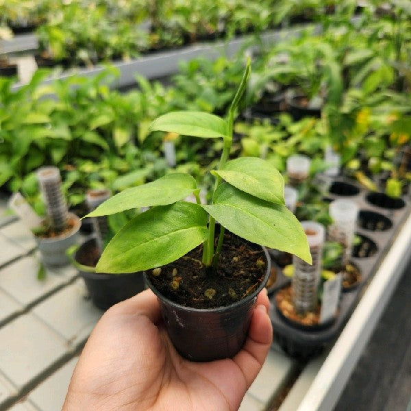 Monstera gambensis