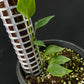 Monstera alfaroi