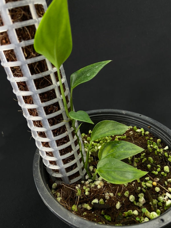 Monstera alfaroi