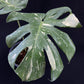 Monstera Thai Constellation