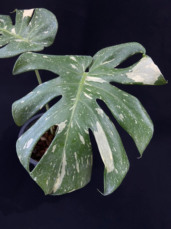 Monstera Thai Constellation