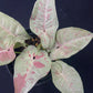 Syngonium Milk Confetti