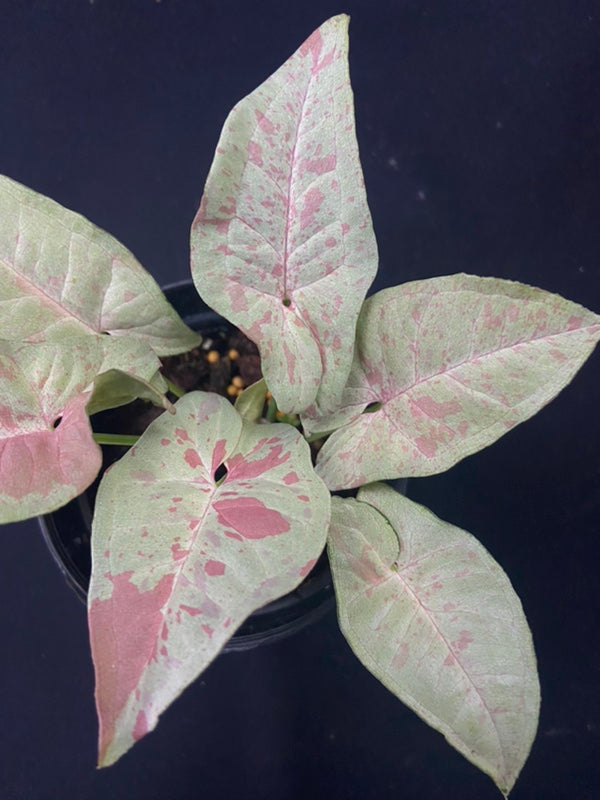 Syngonium Milk Confetti