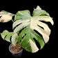Monstera Thai Constellation