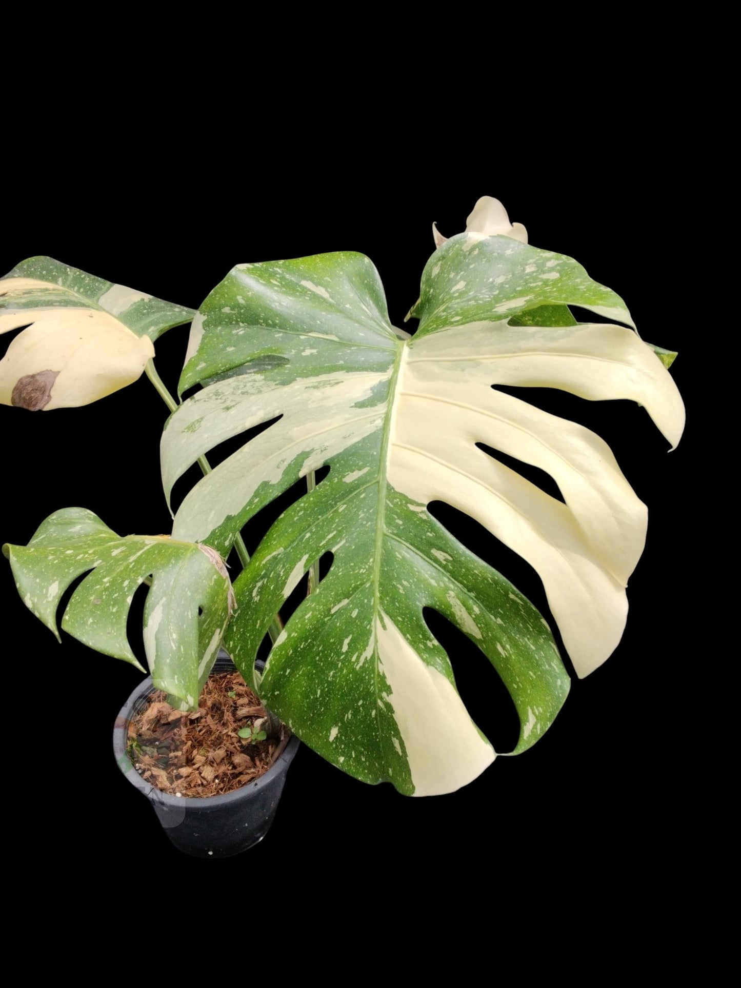 Monstera Thai Constellation