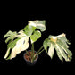 Monstera Thai Constellation