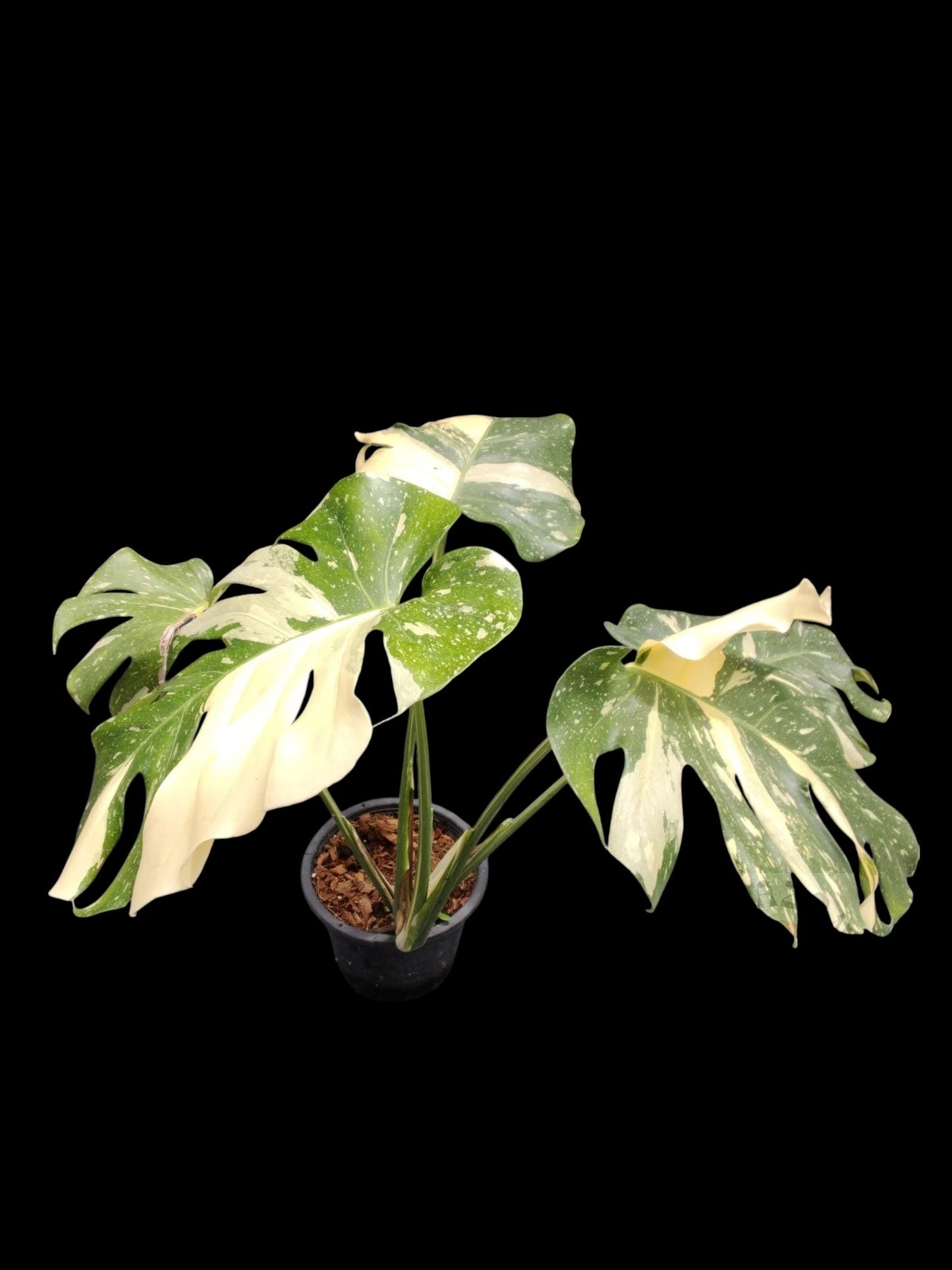 Monstera Thai Constellation
