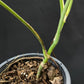 Monstera deliciosa var sierrana Hawaii