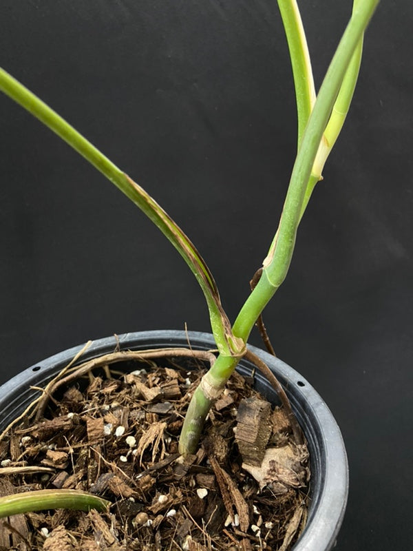 Monstera deliciosa var sierrana Hawaii