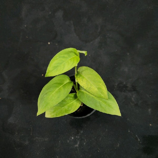 Monstera gambensis