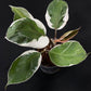 Philodendron White Knight Mutation