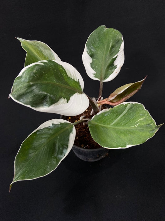 Philodendron White Knight Mutation