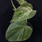 Philodendron hederaceum variegated