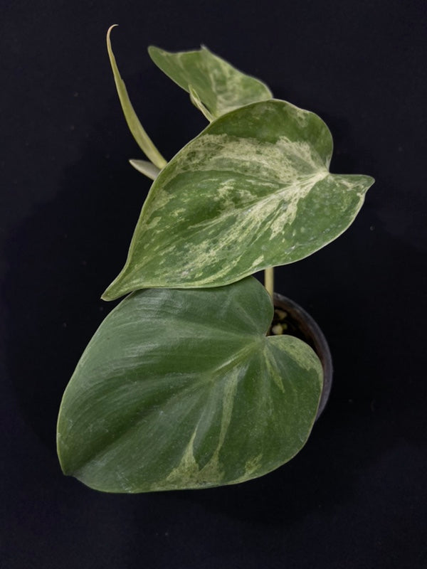 Philodendron hederaceum variegated