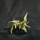 Syngonium Orm Nagpum