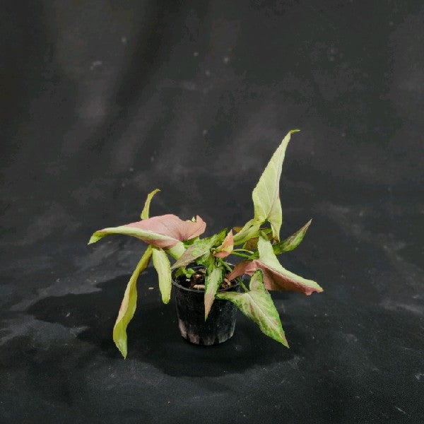 Syngonium Orm Nagpum
