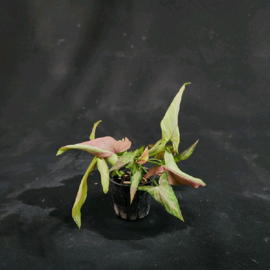 Syngonium Orm Nagpum