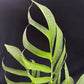Monstera spruceana