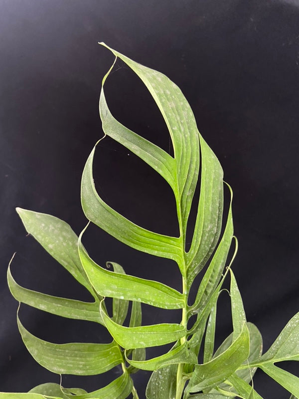 Monstera spruceana