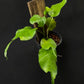 Epipremnum skelekton key