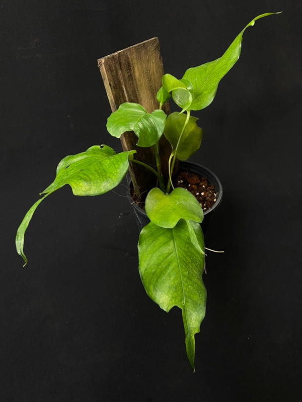 Epipremnum skelekton key