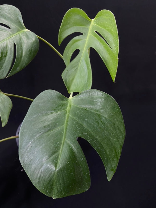 Monstera deliciosa var sierrana Hawaii