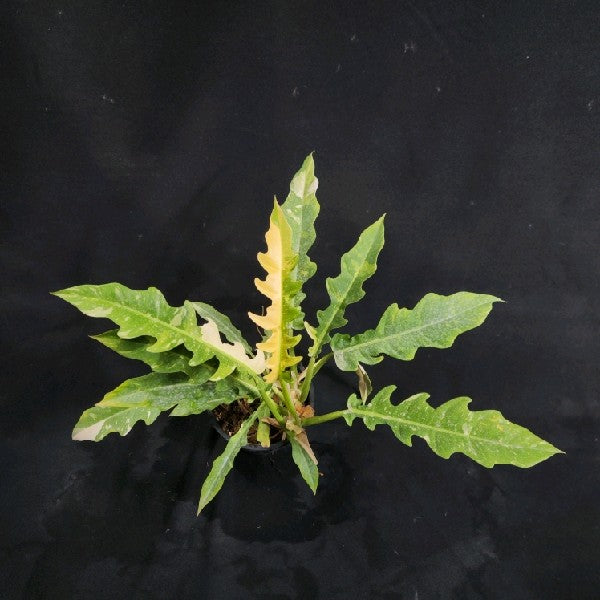 Philodendron Ring of Fire