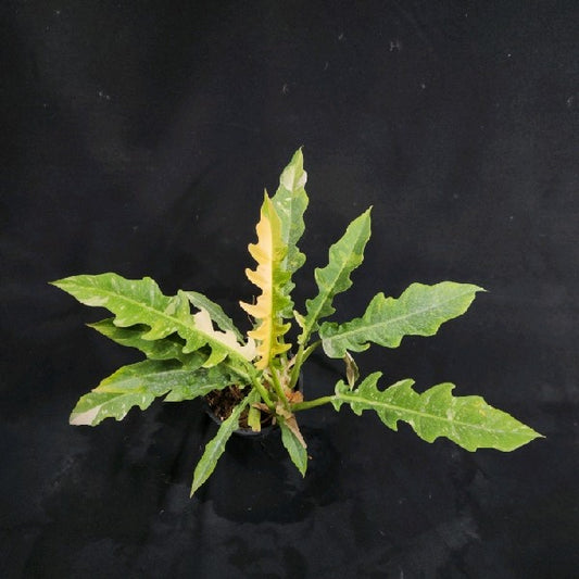Philodendron Ring of Fire