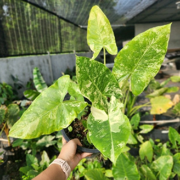 Alocasia gageana variegated albo