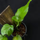 Epipremnum skelekton key