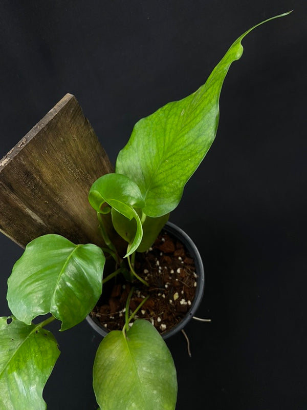 Epipremnum skelekton key