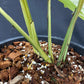 Rhaphidophora foraminifera albo variegated
