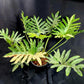 Philodendron williamsii hybrid variegated