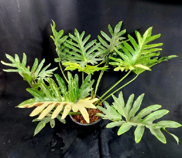 Philodendron williamsii hybrid variegated