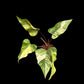 Philodendron Strawberry Shake