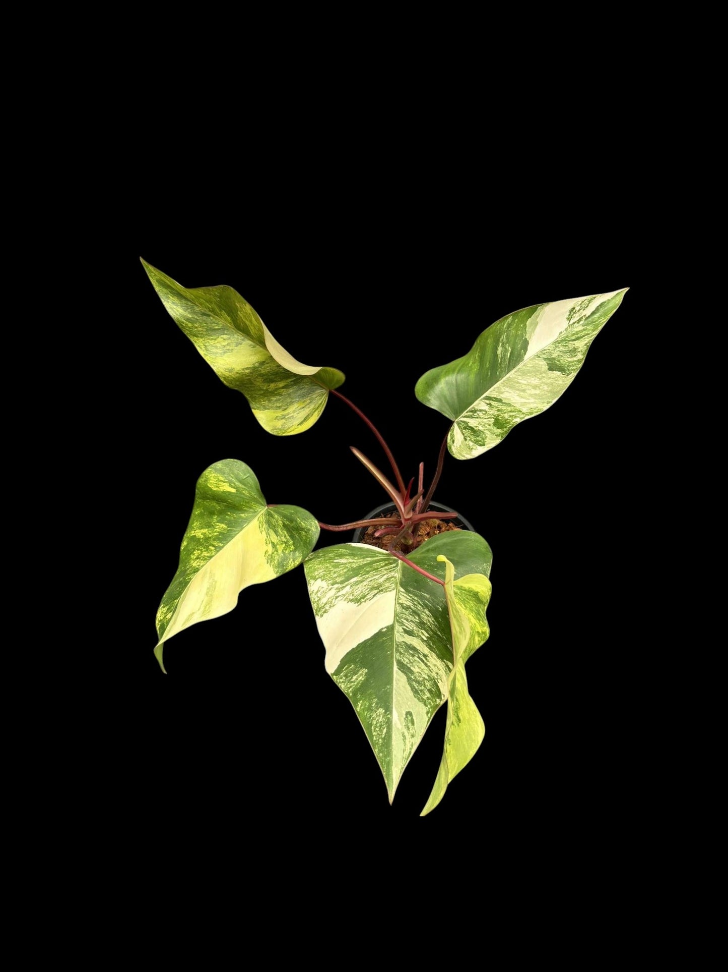 Philodendron Strawberry Shake