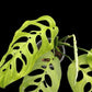 Monstera esqueleto